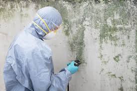 Why You Should Choose Our Mold Remediation Services in Sunrise Manor, NV